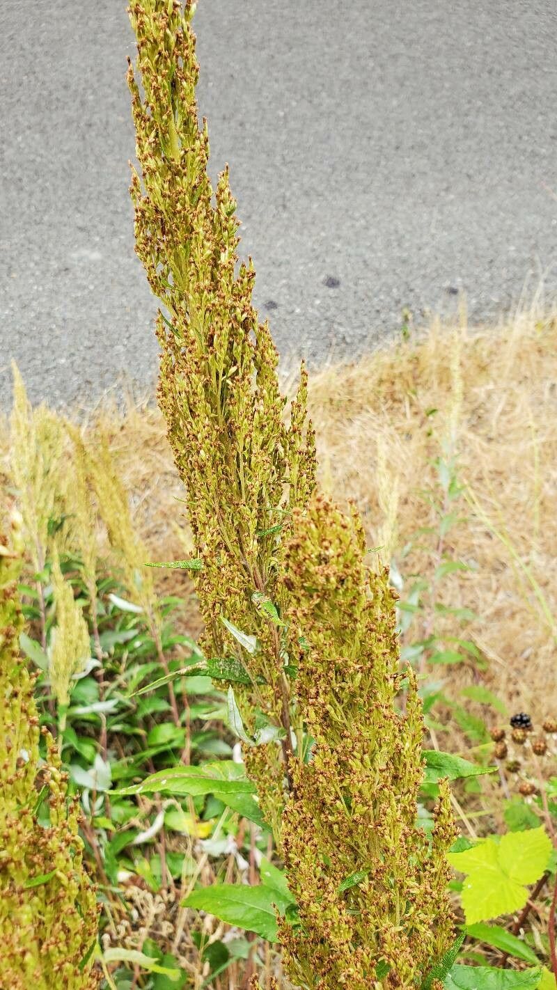 Artemisia suksdorfii flower