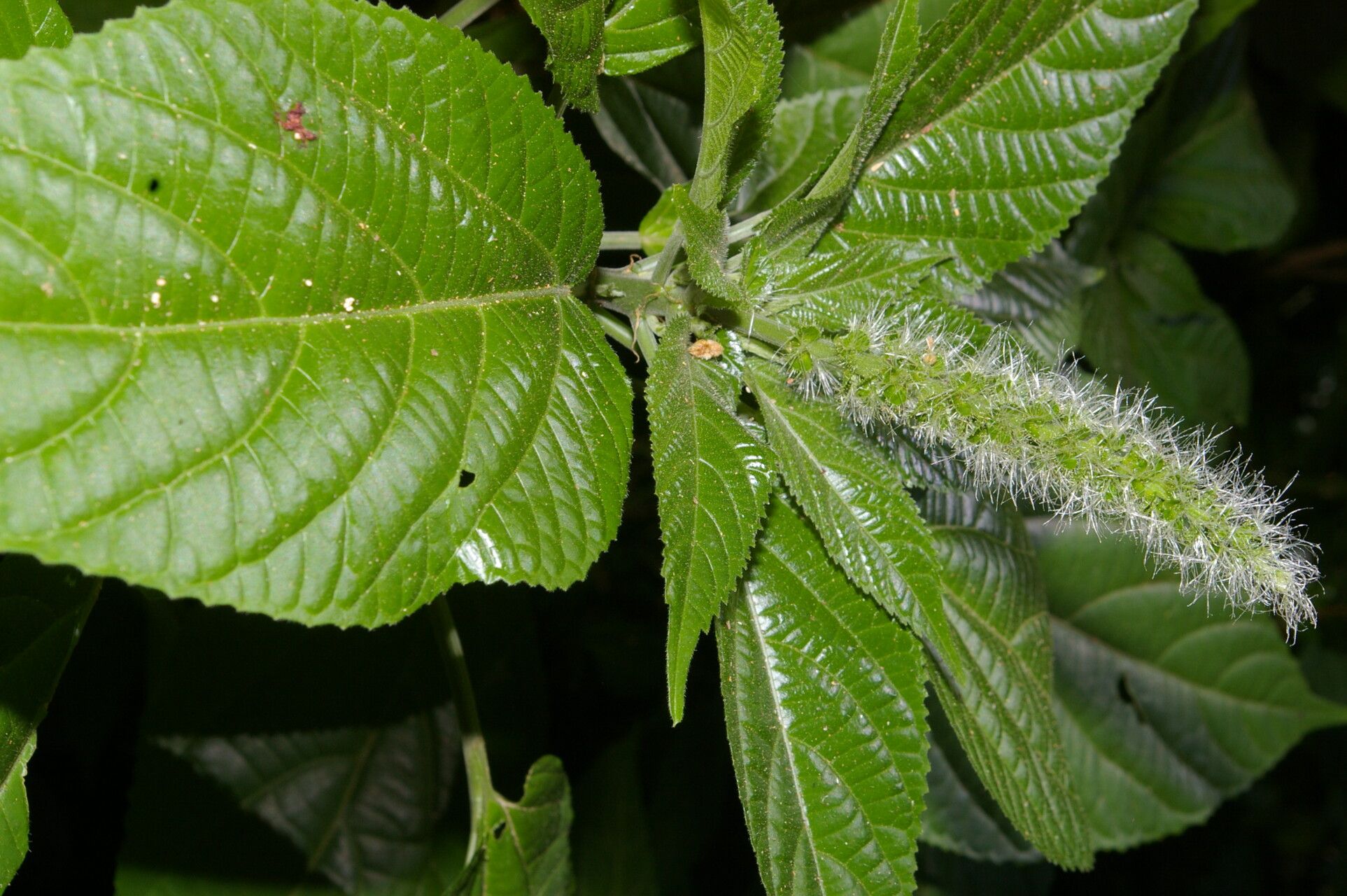 Acalypha mortoniana — houseplant care guide