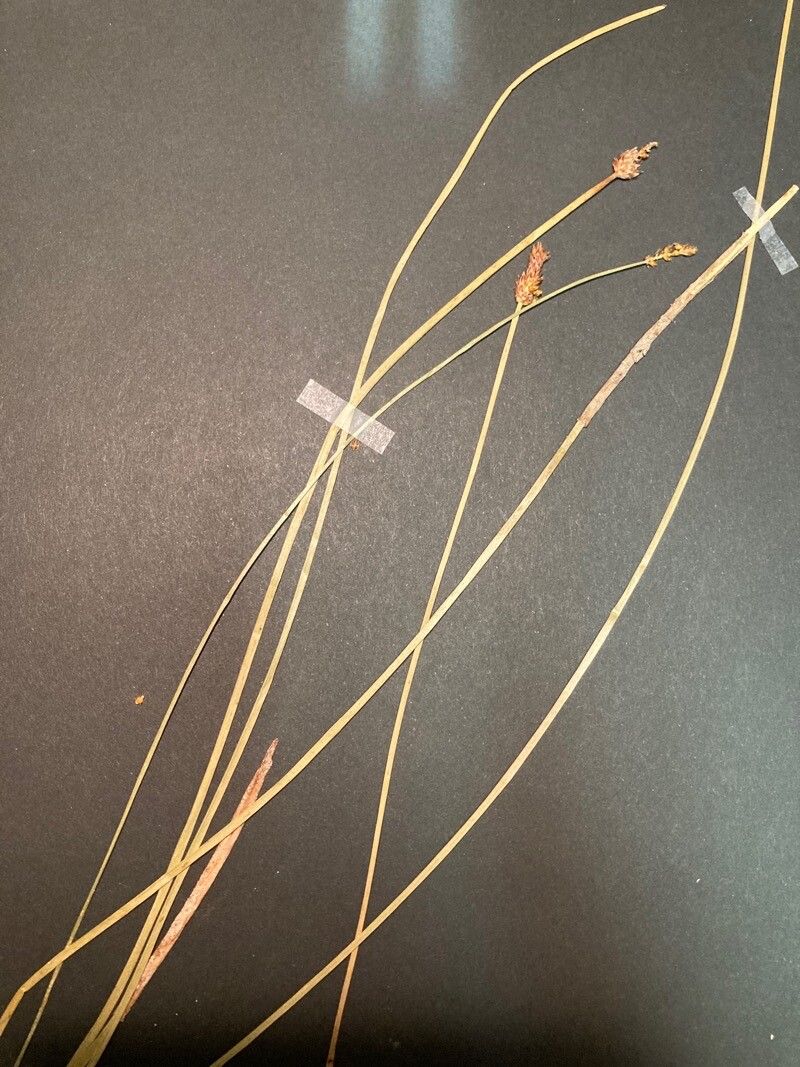 Eleocharis multicaulis leaf