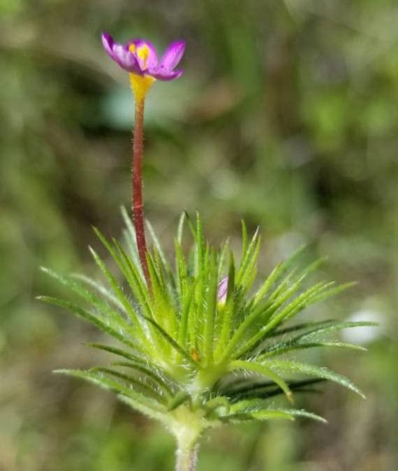 Leptosiphon bicolor flower