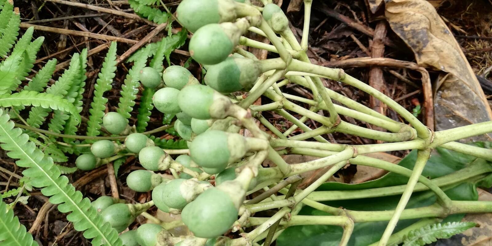 Anthocleista liebrechtsiana fruit