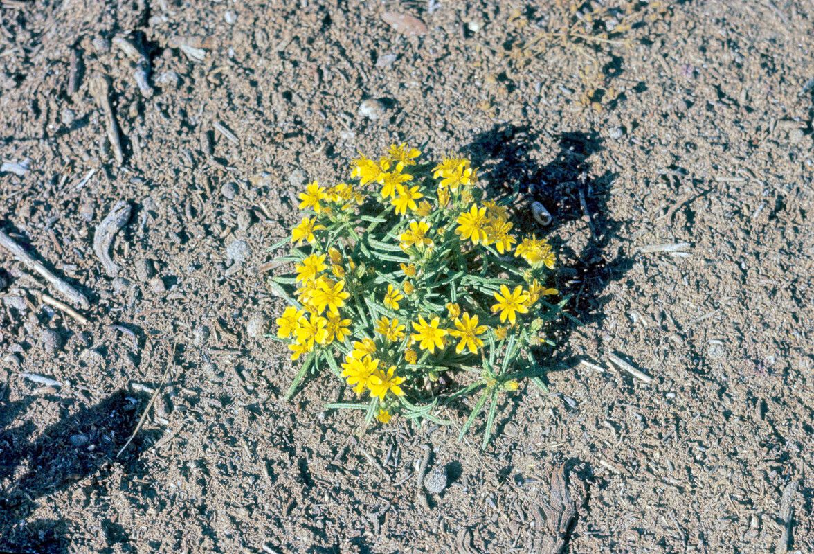 Pectis papposa flower