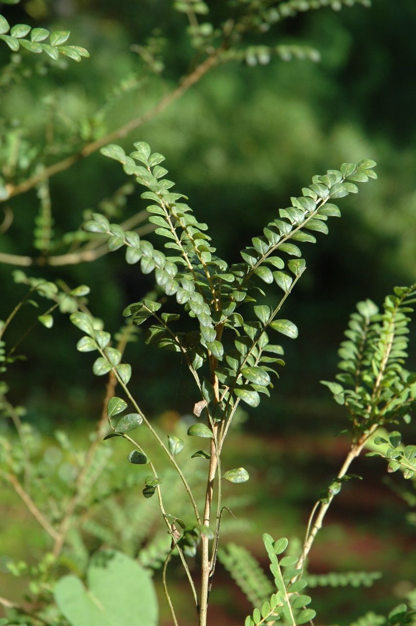 Sophora toromiro — search result for 'Sophora'