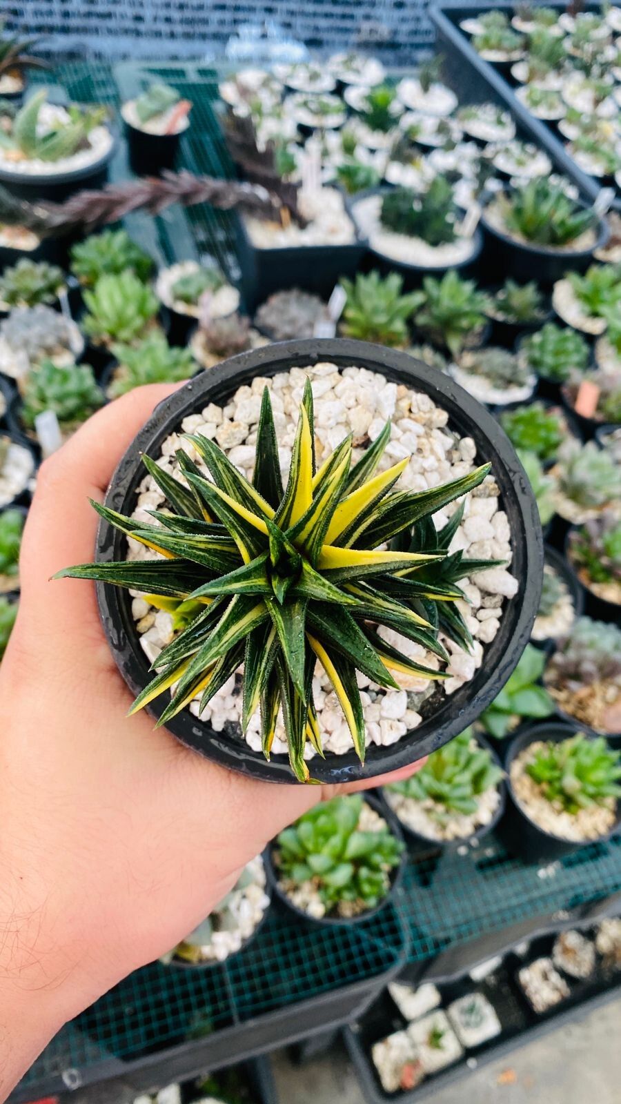 Haworthiopsis × major leaf