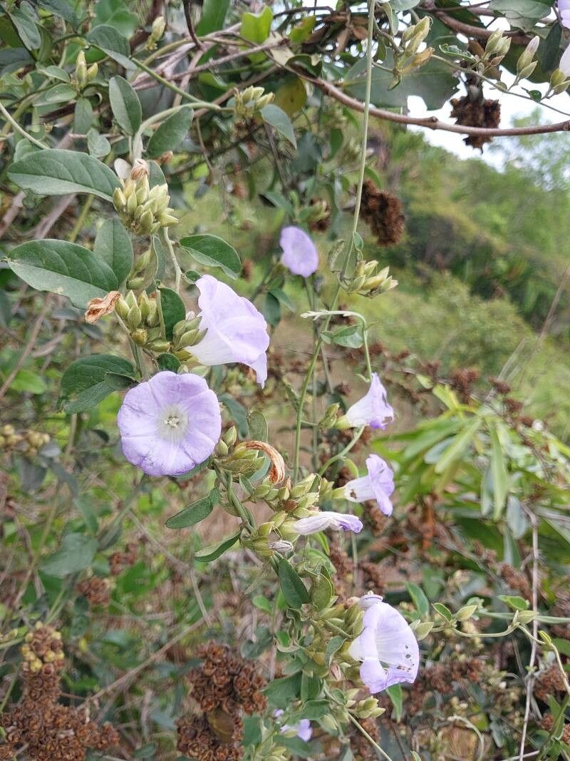 Bonamia alternifolia other