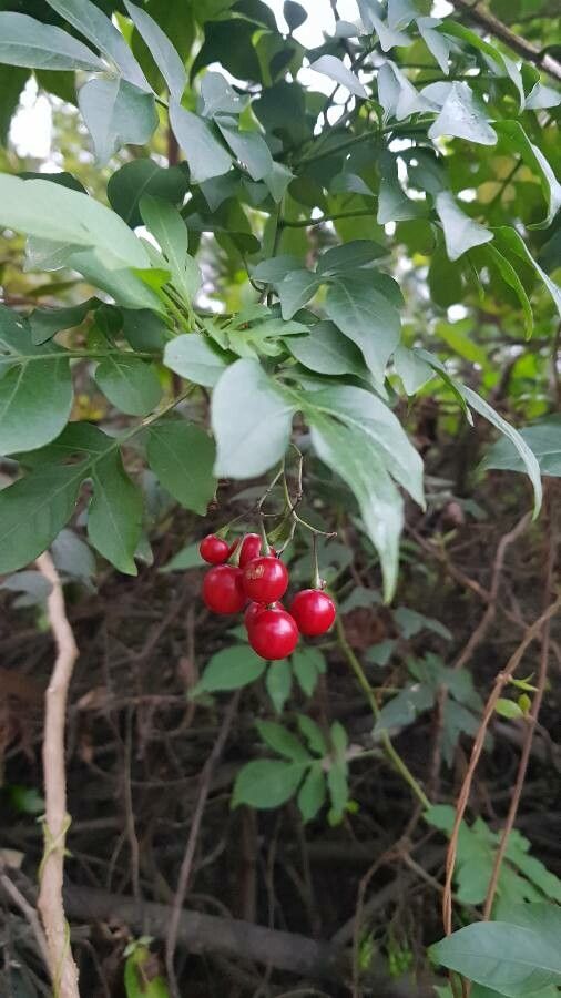 Solanum seaforthianum fruit