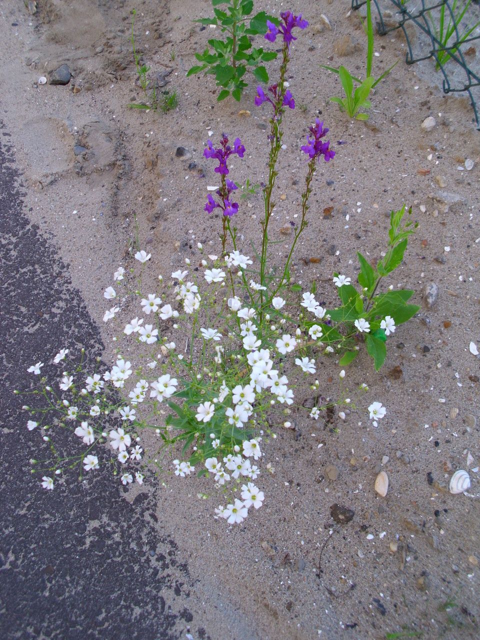 Gypsophila elegans fruit