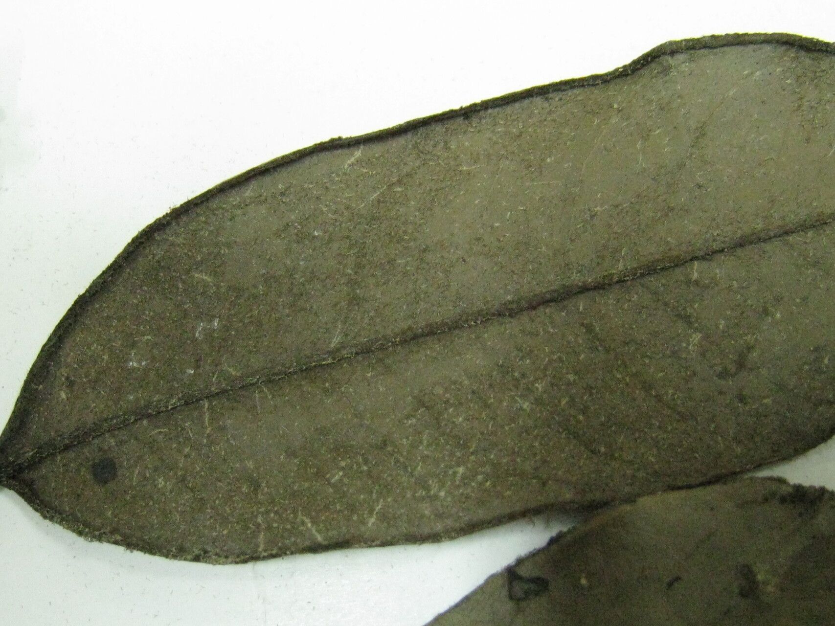 Diospyros guianensis other