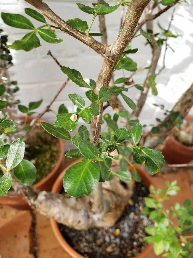 Bursera fagaroides — search result for 'Bursera'