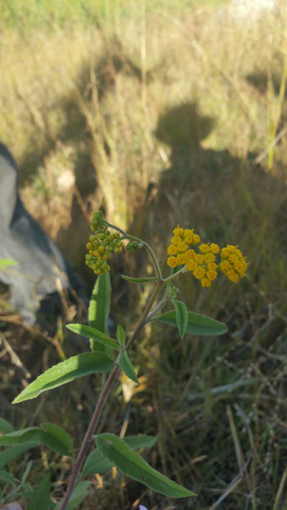 Psiadia salviifolia — houseplant care guide