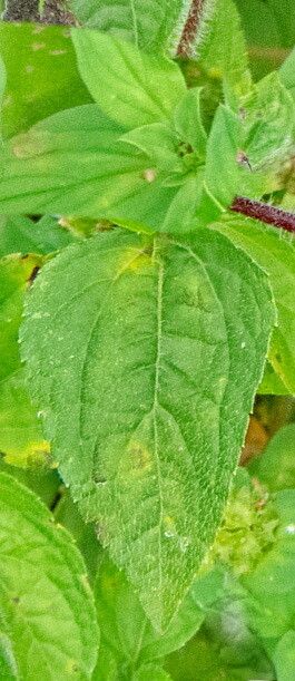 Calyptocarpus brasiliensis leaf