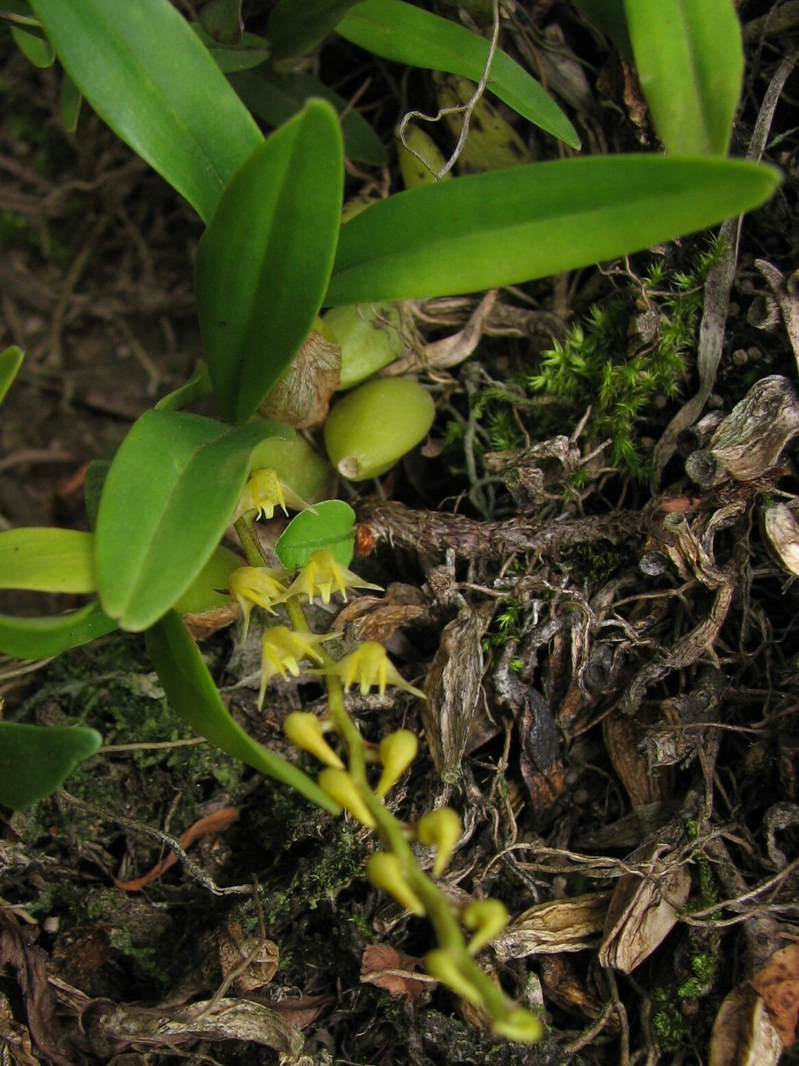 Bulbophyllum resupinatum habit