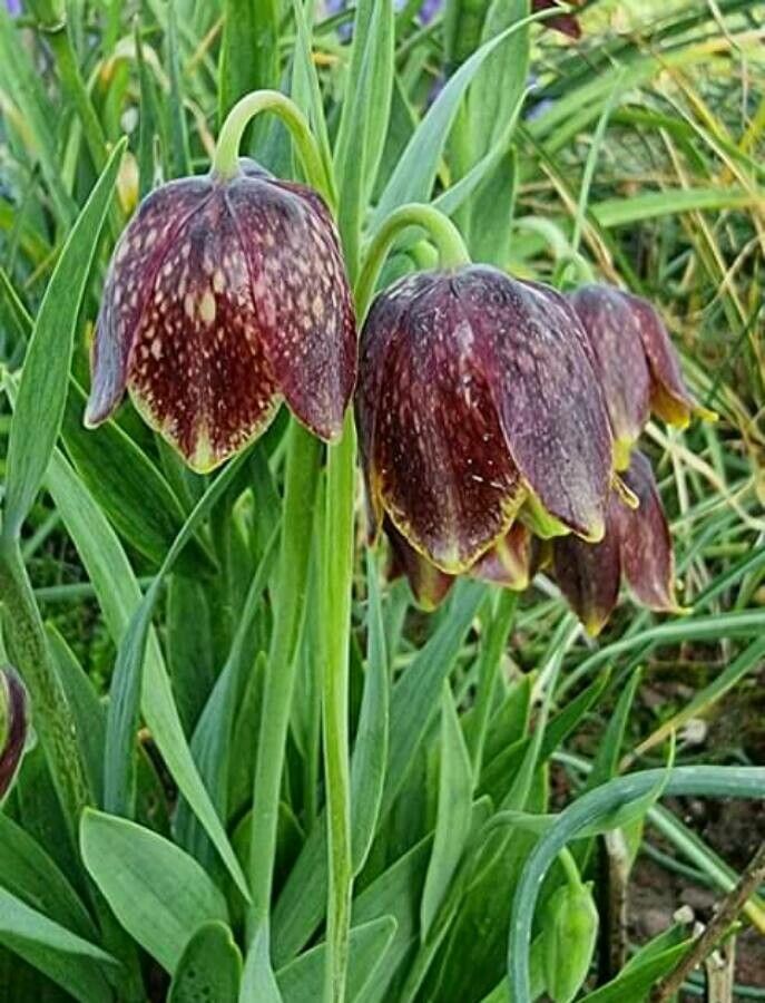 Fritillaria rhodocanakis — search result for 'Liliaceae'