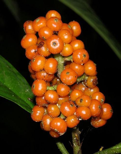 Palicourea stenostachya fruit