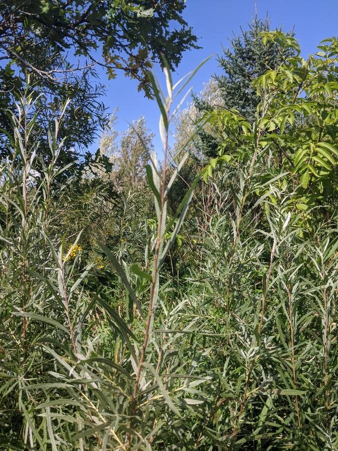 Salix exigua leaf
