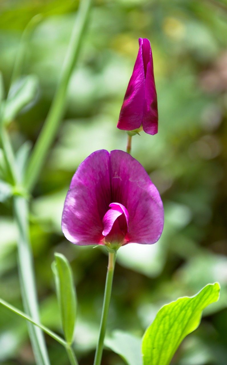 Lathyrus tingitanus flower