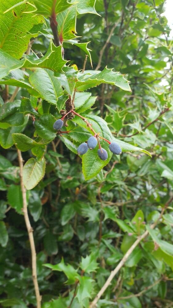 Berberis × miethkeana fruit
