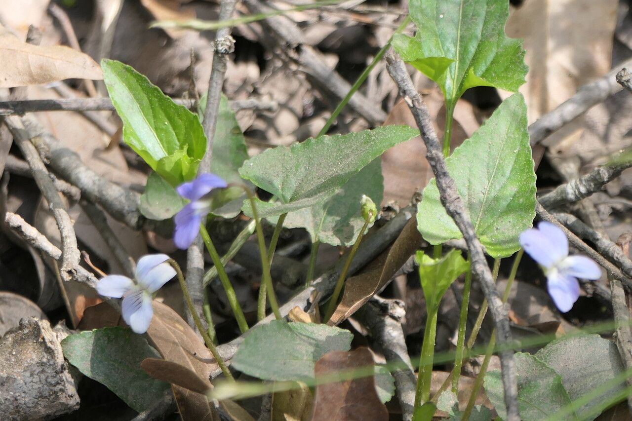Viola cucullata leaf