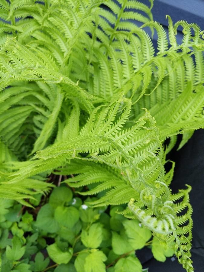 Matteuccia struthiopteris fruit