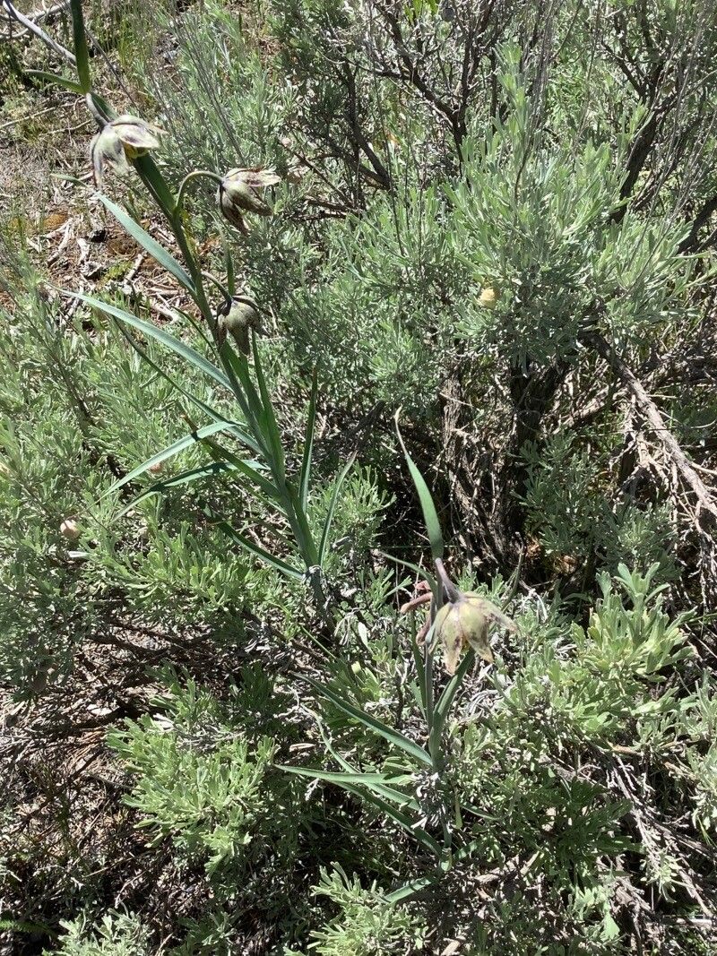 Fritillaria atropurpurea flower