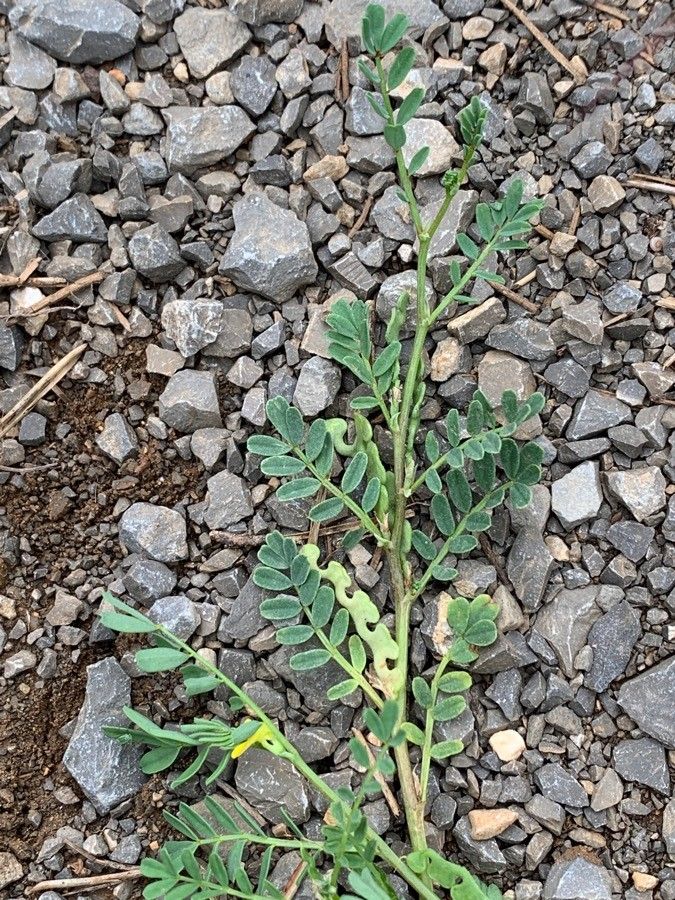 Hippocrepis biflora fruit