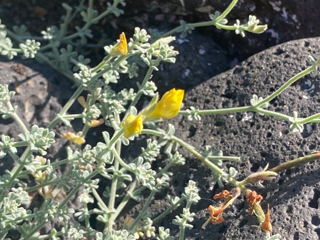 Lotus sessilifolius flower
