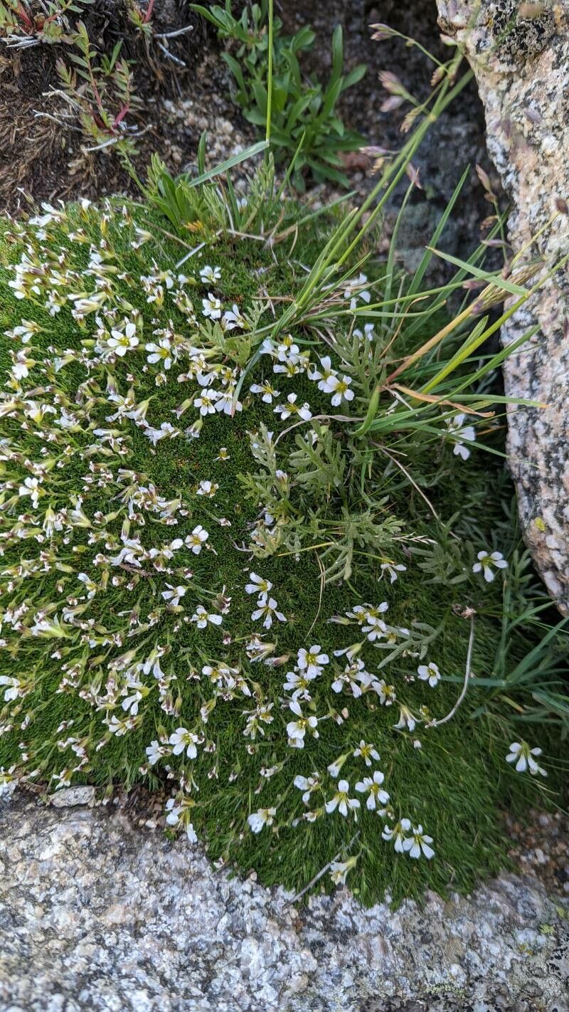 Minuartia obtusiloba flower