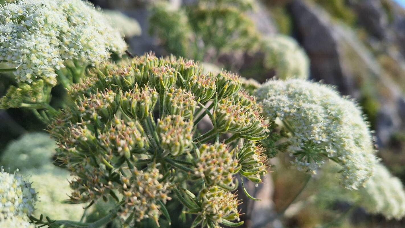 Athamanta densa fruit