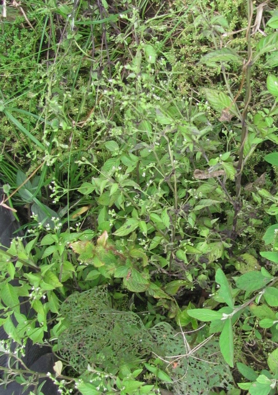 Mitreola petiolata habit