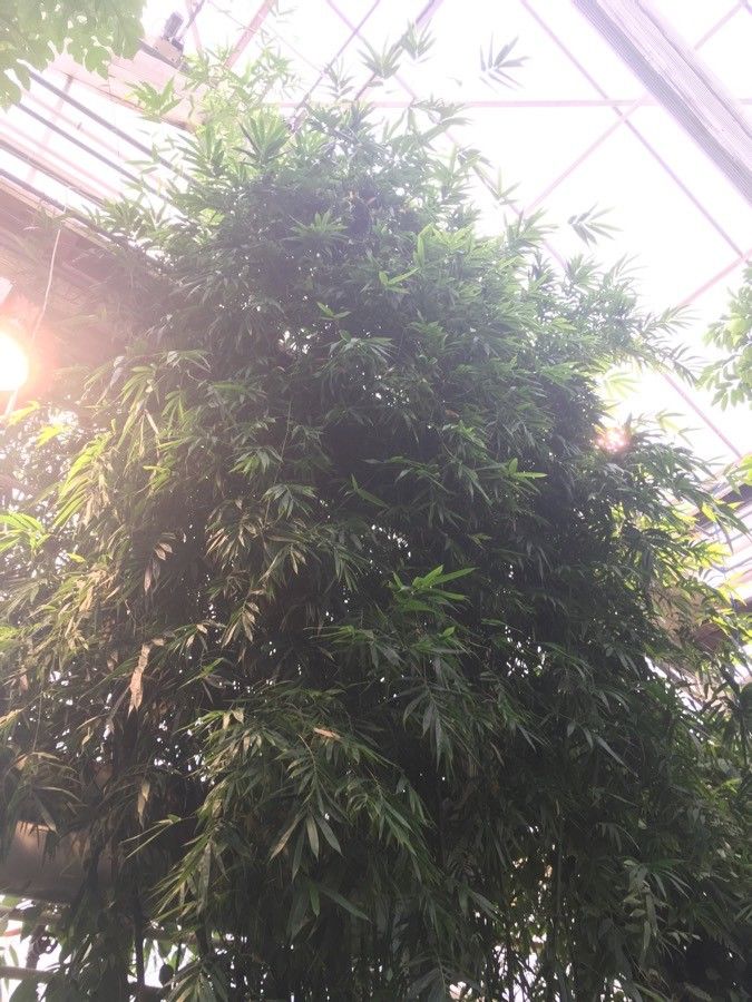 Semiarundinaria fastuosa habit