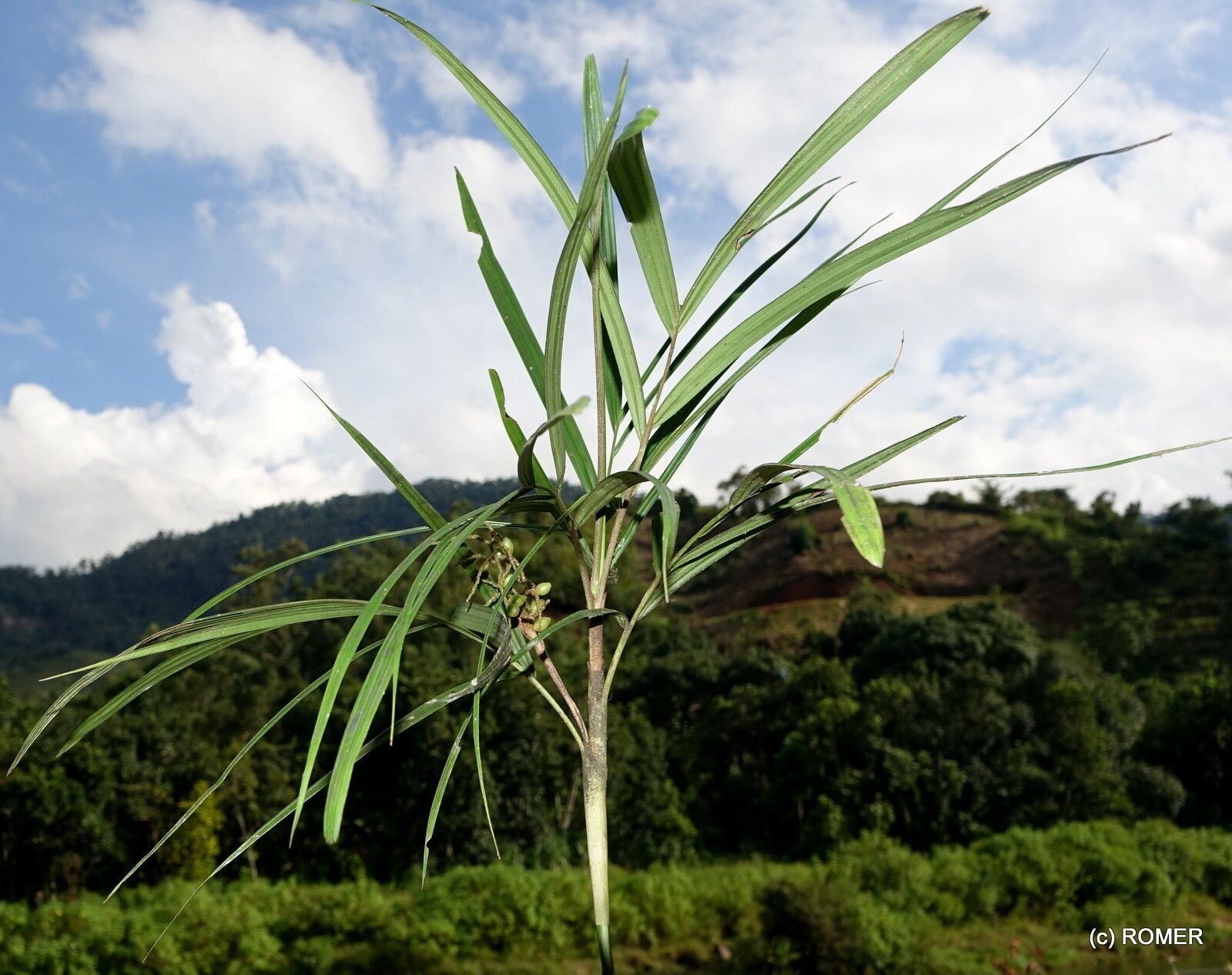 Dypsis thermarum — search result for 'Dypsis'