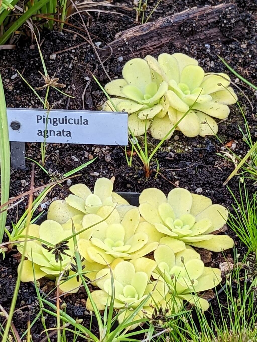 Pinguicula agnata habit