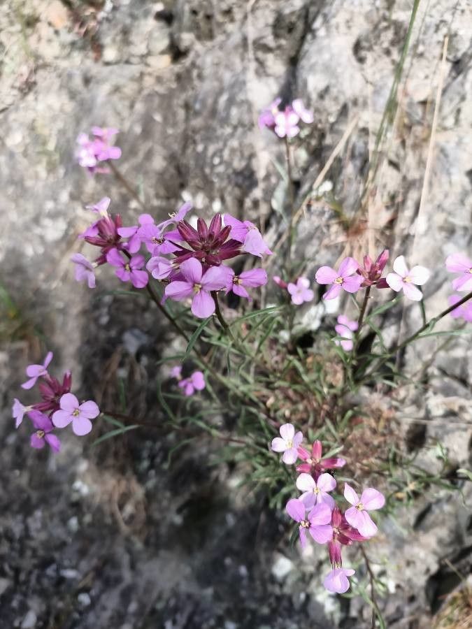 Erysimum popovii — search result for 'Erysimum'
