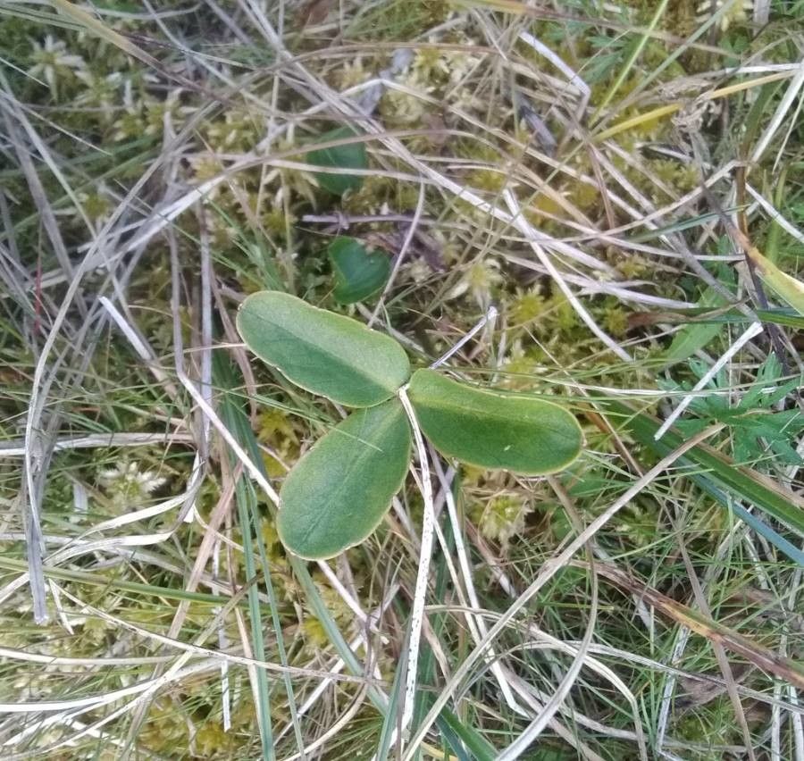 Menyanthes trifoliata leaf