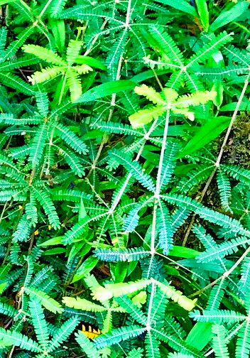 Biophytum aeschynomenifolia — related species from the same genus