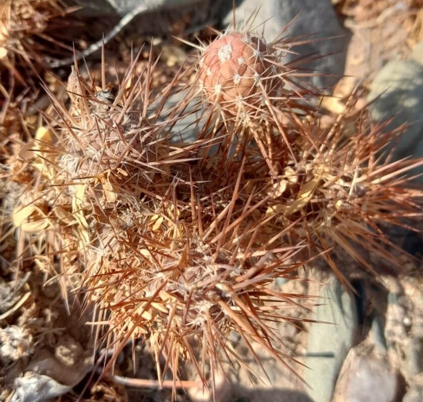 Tephrocactus weberi bark