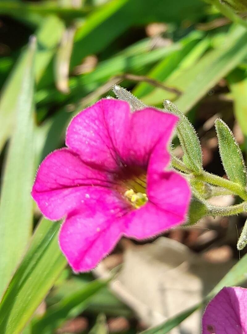 Calibrachoa linoides flower