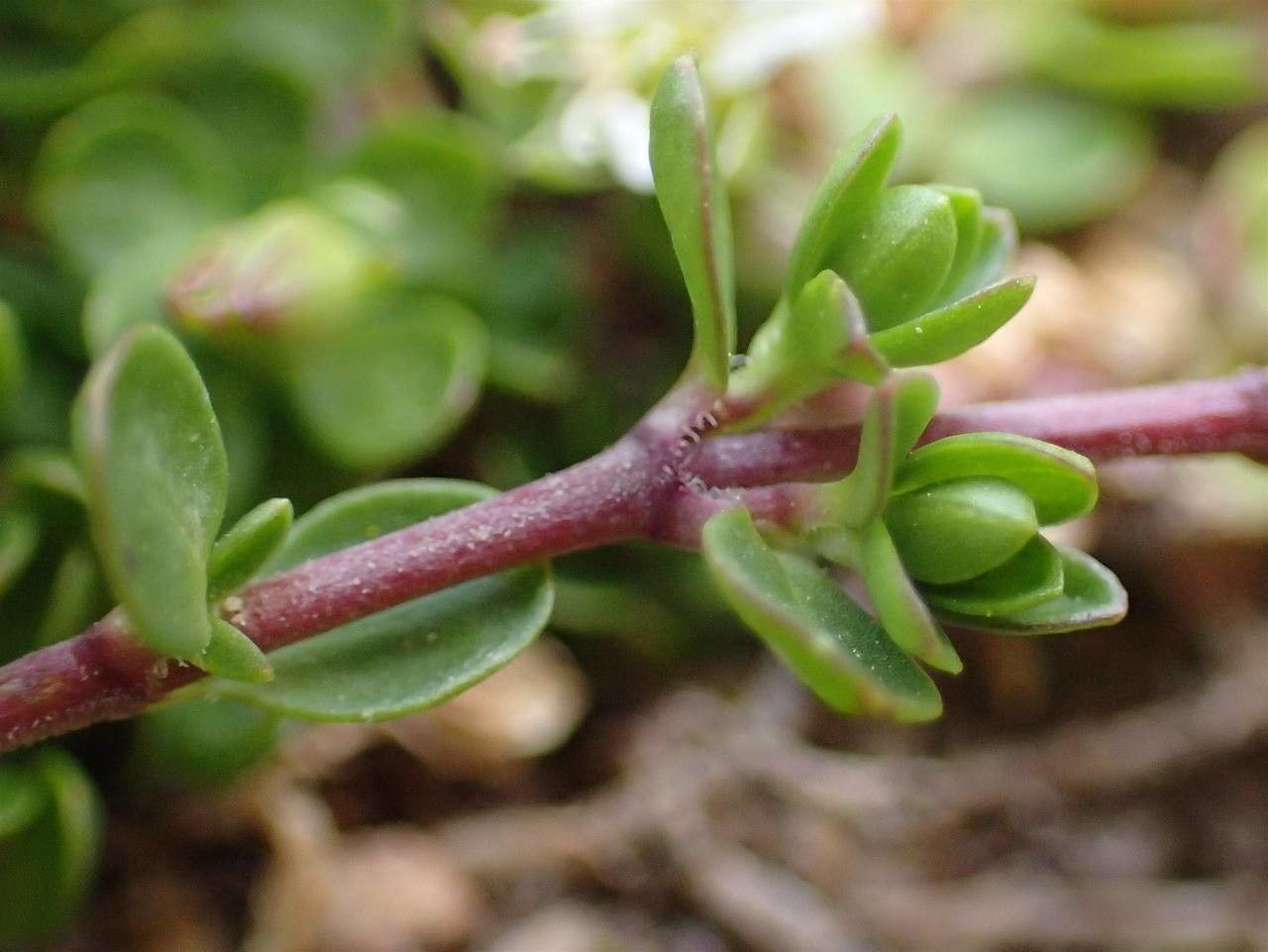 Arenaria biflora bark