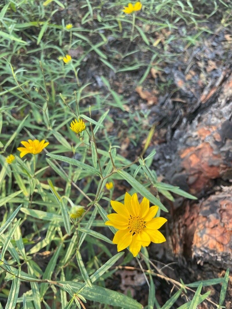 Heliomeris multiflora flower