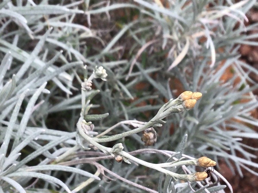 Helichrysum thianschanicum flower