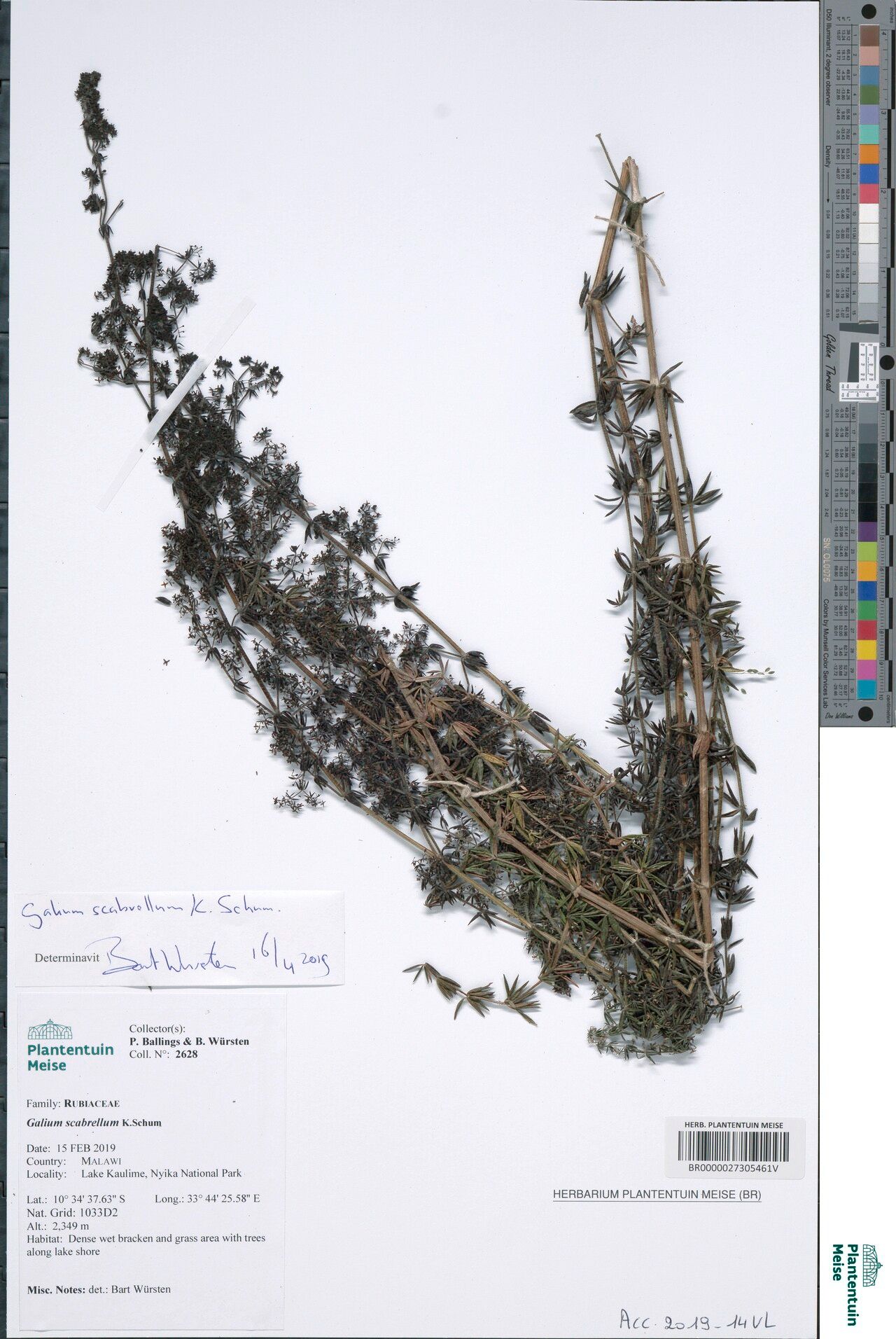 Galium scabrellum — houseplant care guide