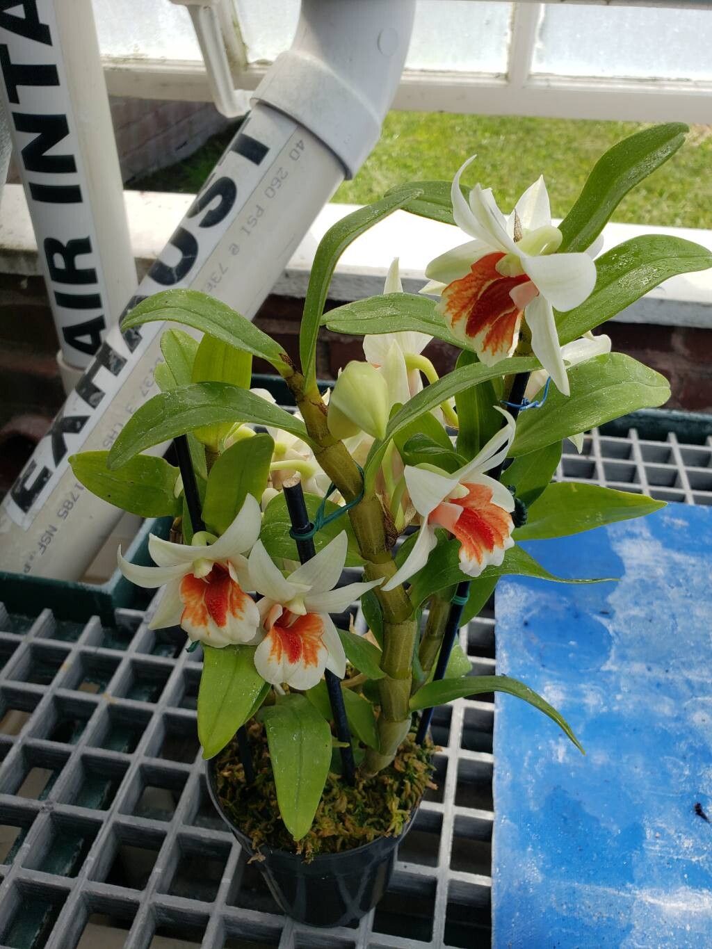 Dendrobium cruentum habit