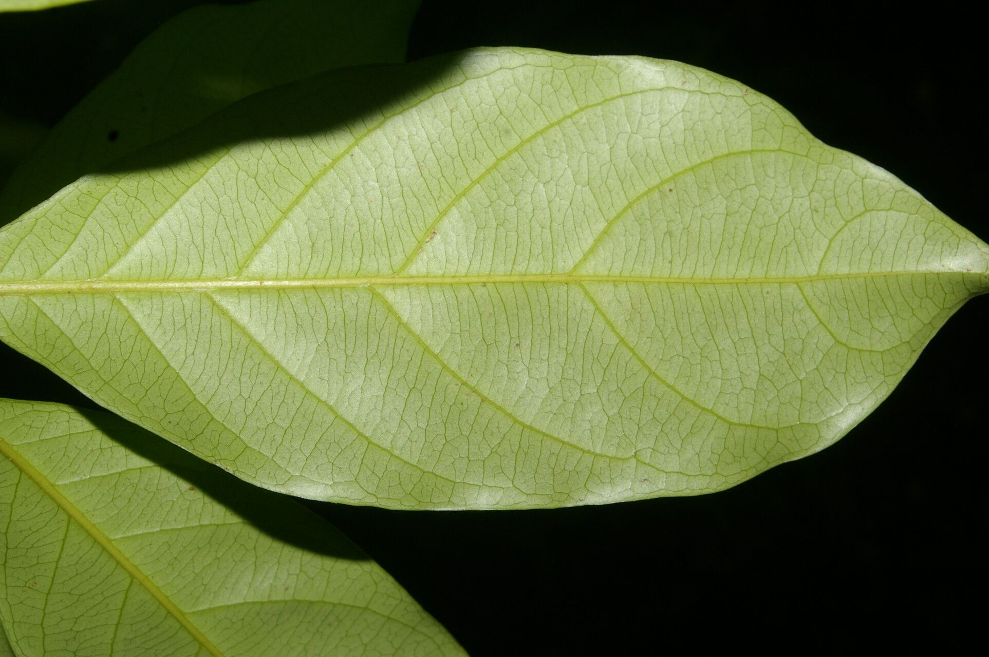Pouteria juruana leaf