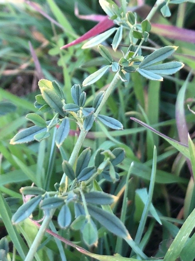 Medicago falcata leaf