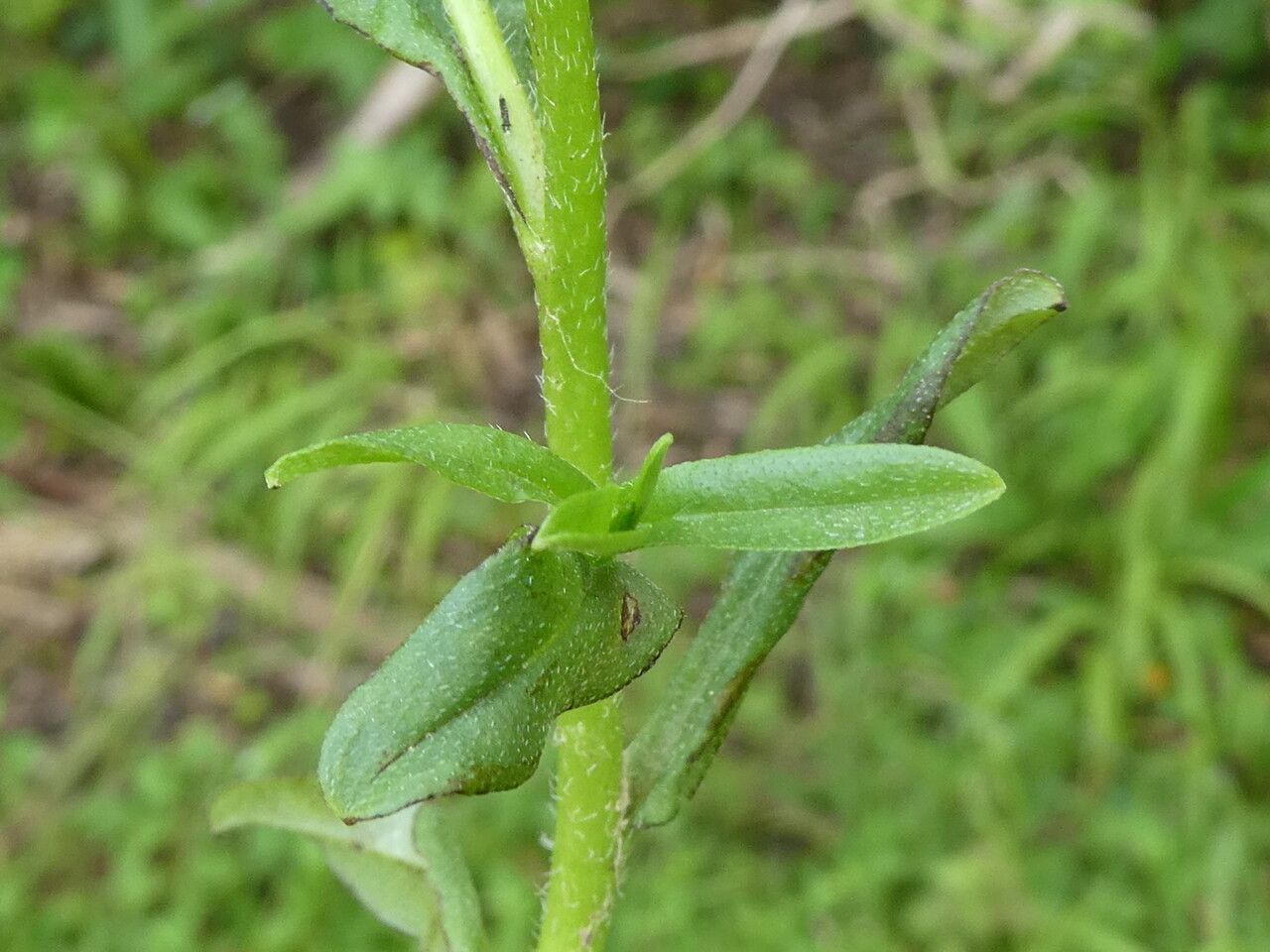 Myosotis scorpioides