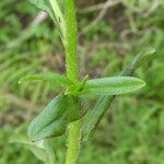 Myosotis scorpioides