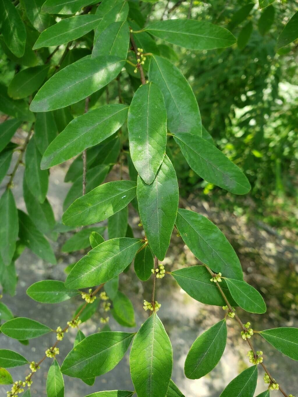 Flueggea suffruticosa — related species from the same genus