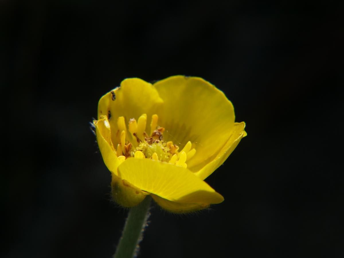 Ranunculus nigrescens flower