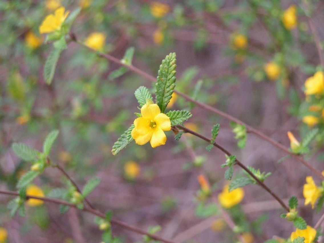 Turnera diffusa habit