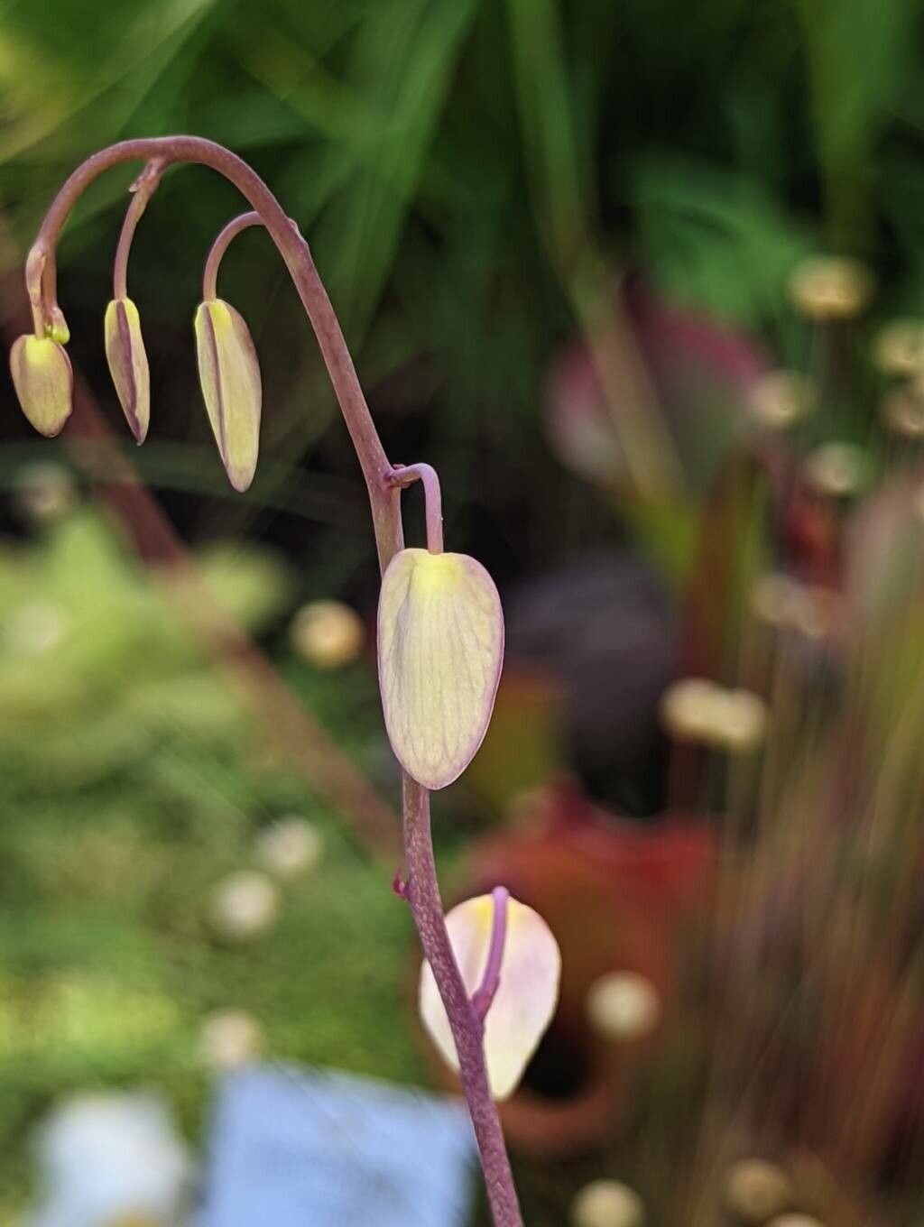 Utricularia humboldtii other